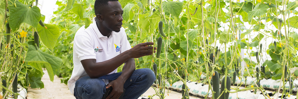 Youth in Greenhouse Enterprise Project-(YUGEP)