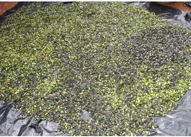Partially dried seeds Partially dried seeds