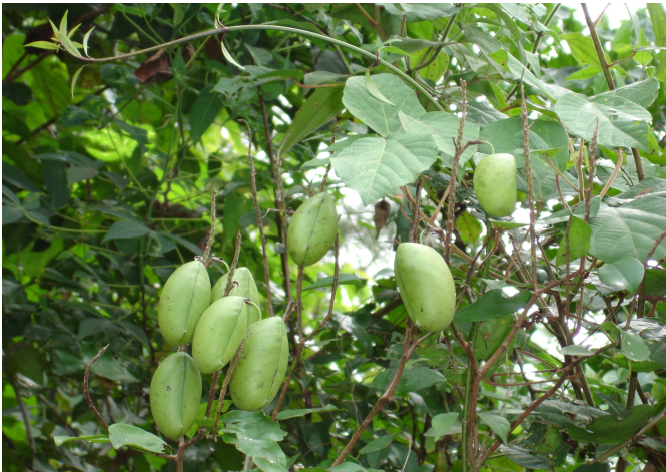 Pods and seeds Pods and seeds