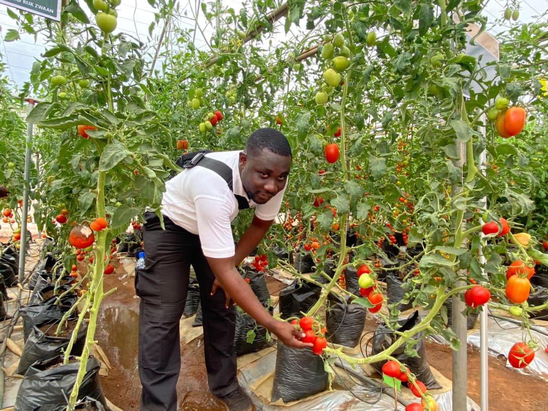 Fresh Logistics' Kelvin Essuman and Francis Tettey Participate in Rijk Zwaan West African Field Days in Benin