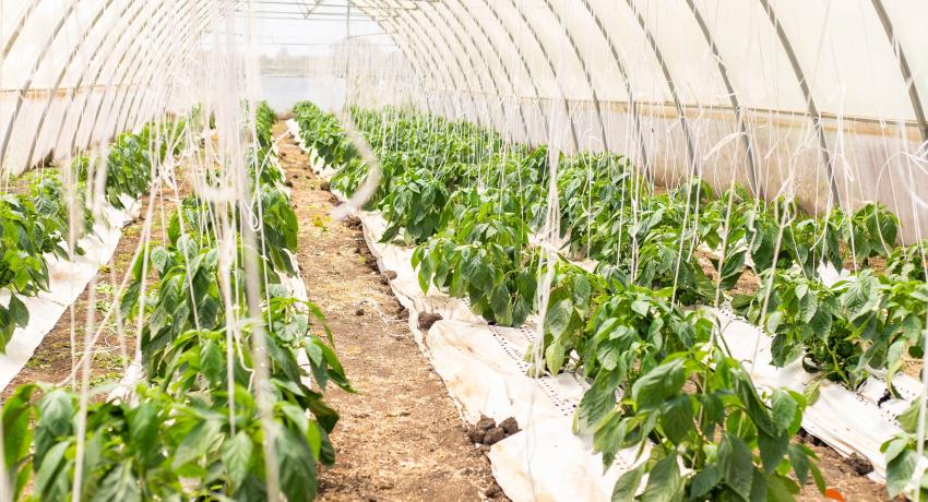Iñaki of MSC Invernaderos Lauds Fresh Logistics’ Greenhouse Success