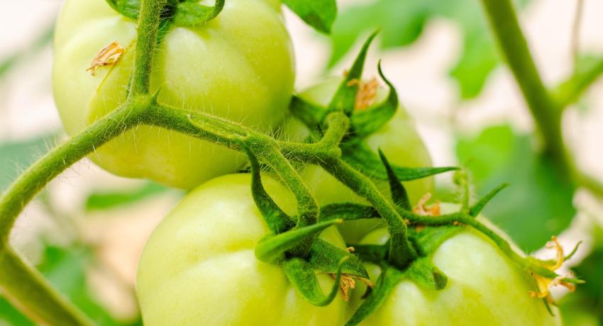 Iñaki of MSC Invernaderos Lauds Fresh Logistics’ Greenhouse Success