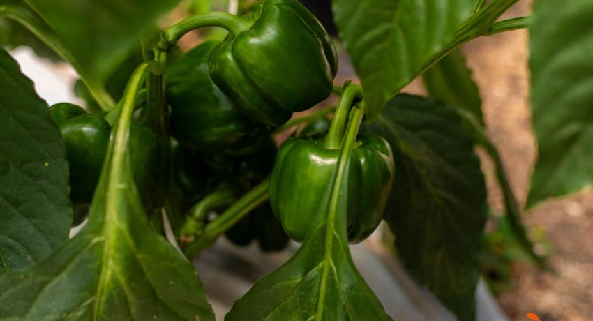 Iñaki of MSC Invernaderos Lauds Fresh Logistics’ Greenhouse Success