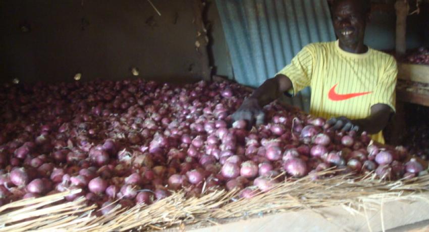 Sahelian Onion Productivity and Market Expansion (SOPMEP)