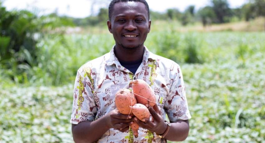 Orange-Fleshed Sweet Potato Value Chain (OFSP)