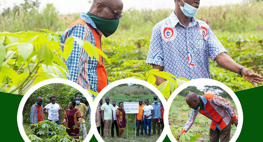Ghana Cassava Industrialisation and Partnership Project (GCIPP)